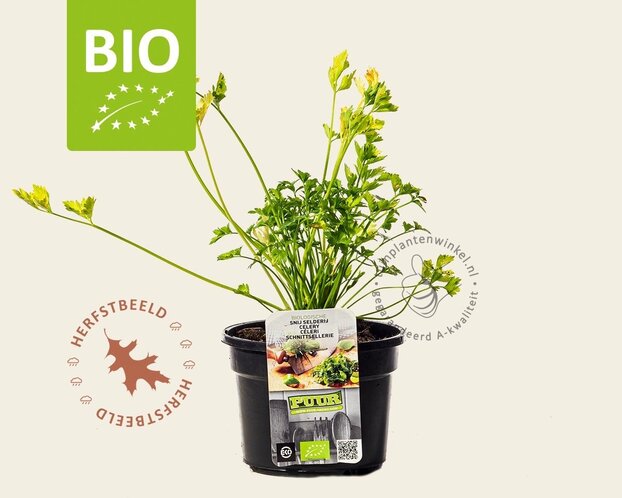 Apium graveolens - Puur