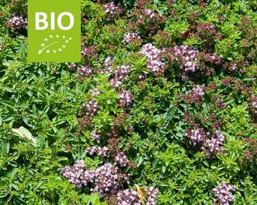 Origanum vulgare 'Compactum' Puur