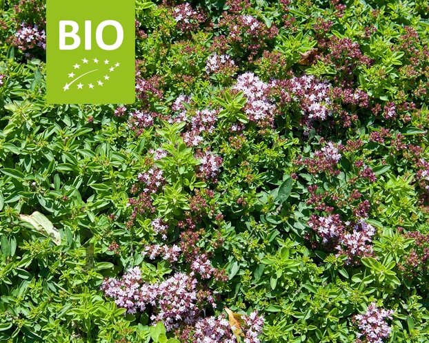Origanum vulgare 'Compactum' Puur