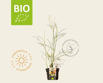Foeniculum vulgare Puur image
