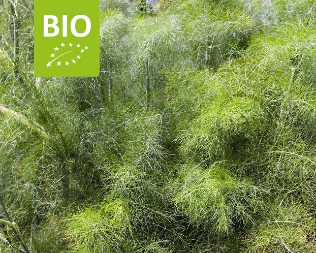 Foeniculum vulgare Puur
