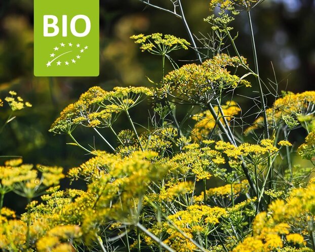 Foeniculum vulgare Puur