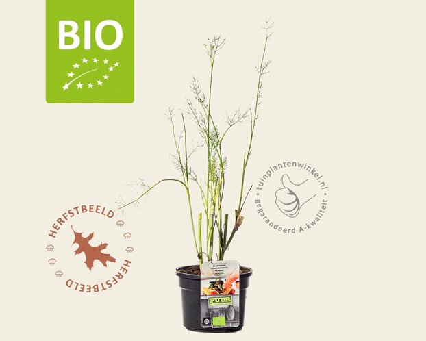 Foeniculum vulgare Puur
