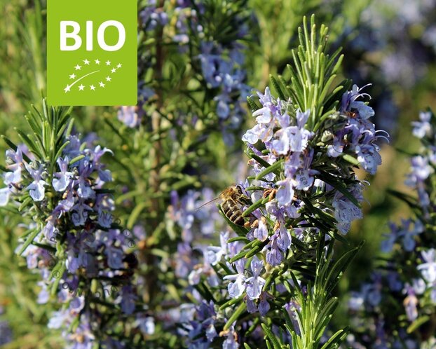 Rosmarinus officinalis Puur
