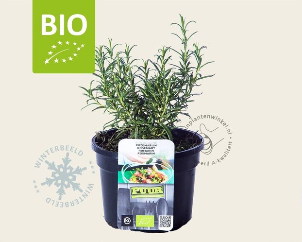 Rosmarinus officinalis Puur