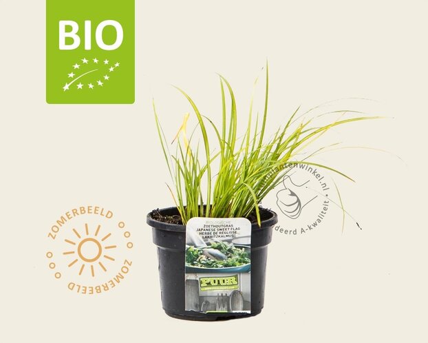 Acorus gramineus 'Licorice' Puur