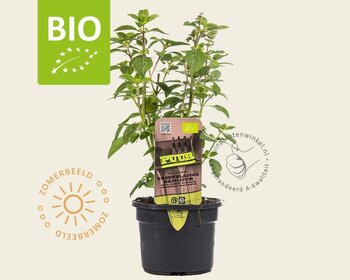 Ocimum basilicum 'Magic White' Puur