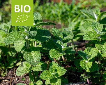 Mentha suaveolens 'Apfel' Puur