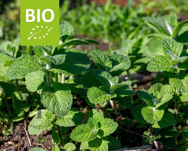 Mentha suaveolens 'Apfel' Puur