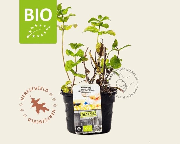 Mentha suaveolens 'Apfel' Puur