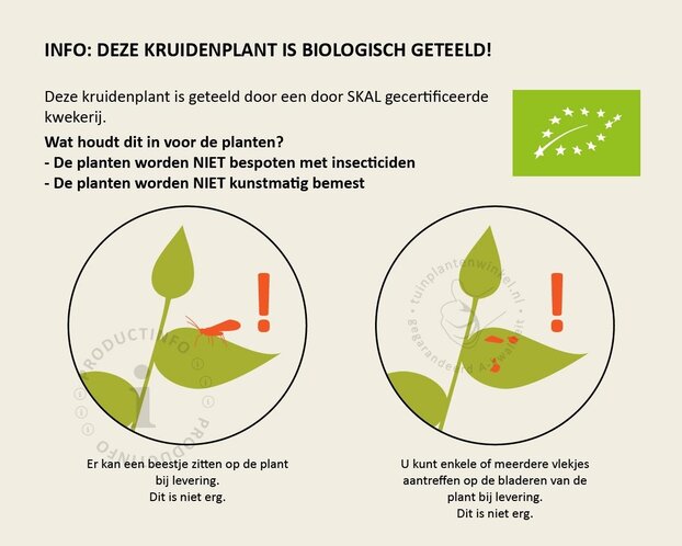 Mentha suaveolens 'Apfel' Puur