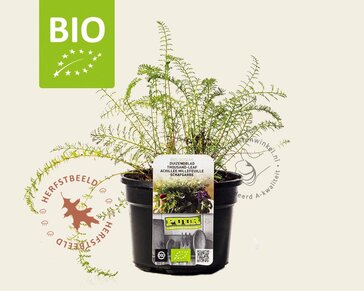 Achillea millefolium Puur