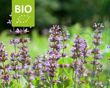 Salvia officinalis Puur