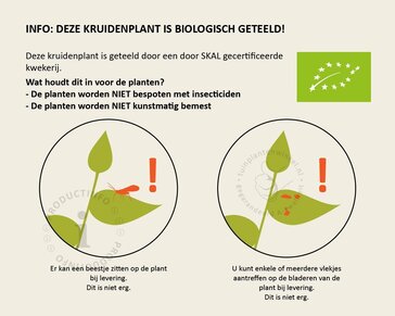 Salvia officinalis Puur