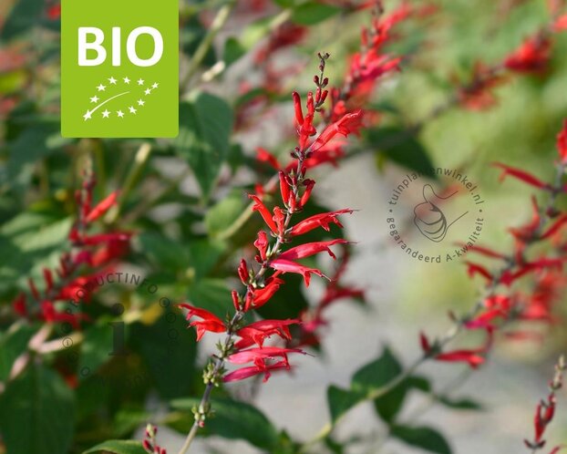 Salvia elegans Puur