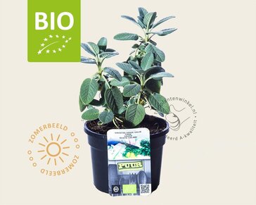 Salvia officinalis 'Berggarten' Puur