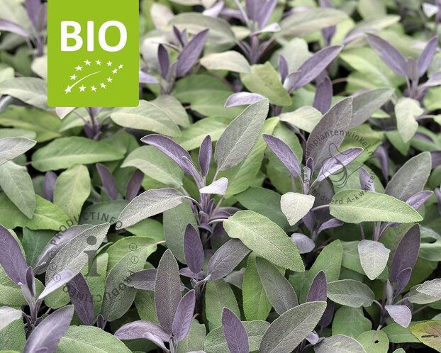 Salvia officinalis 'Purpurascens' Puur