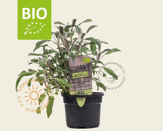 Salvia officinalis 'Purpurascens' Puur