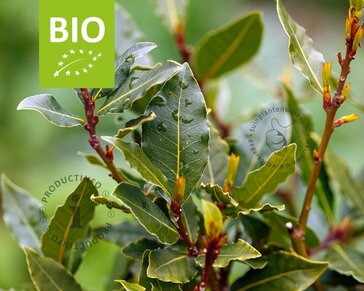 Laurus nobilis - Puur