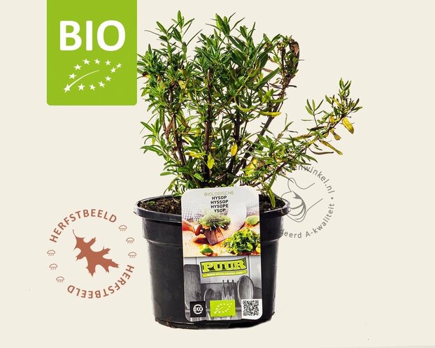 Hyssopus officinalis Puur