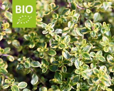 Thymus citriodorus 'Lemon Variegated' - Puur