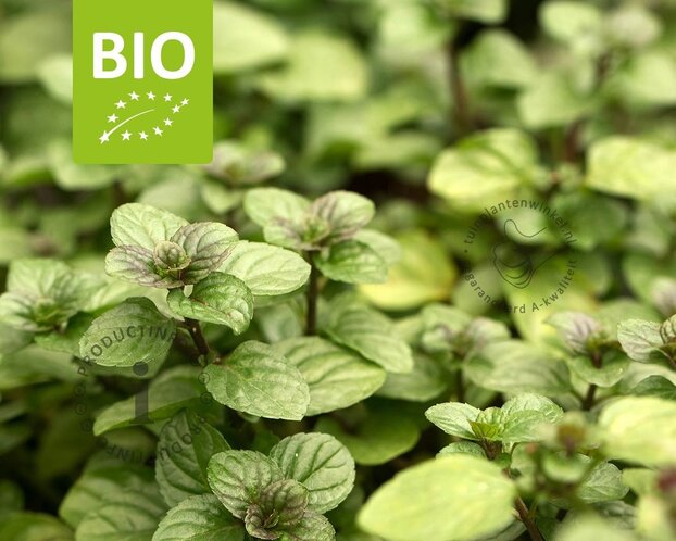 Mentha piperita 'Orange' - Puur