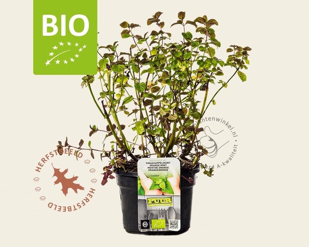 Mentha piperita 'Orange' - Puur