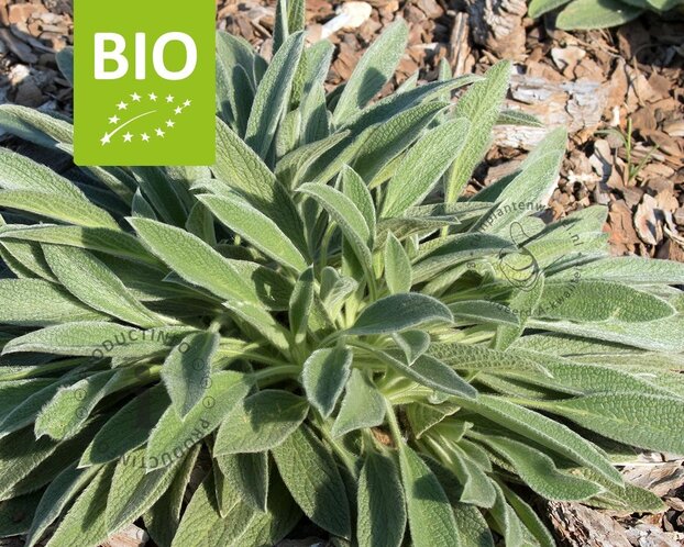 Sideritis syriaca - Puur