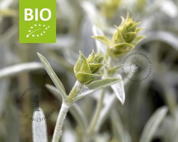 Sideritis syriaca - Puur