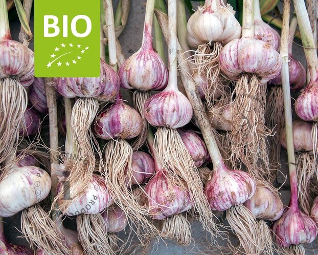 Allium sativum Puur