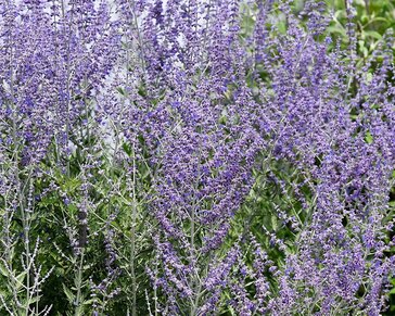 Perovskia atriplicifolia 'Blue Spire' - XL