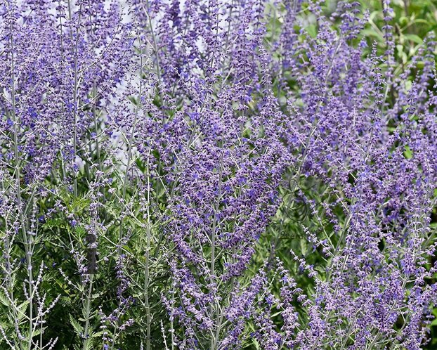 Perovskia atriplicifolia 'Blue Spire' - XL