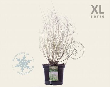 Perovskia atriplicifolia 'Blue Spire' - XL
