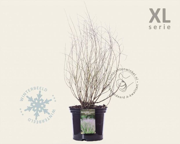 Perovskia atriplicifolia 'Blue Spire' - XL