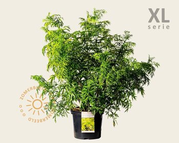 Sambucus nigra 'Golden Tower' - XL