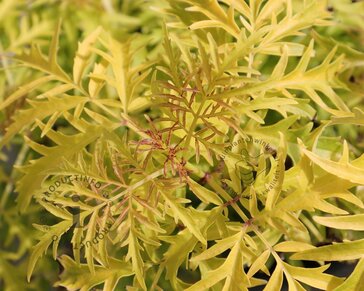 Sambucus nigra 'Golden Tower' - XL