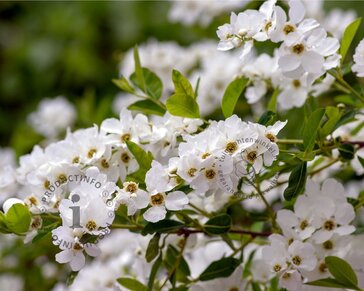 Exochorda racemosa 'Niagara' - XL