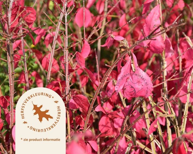 Euonymus alatus 'Compactus' - XL