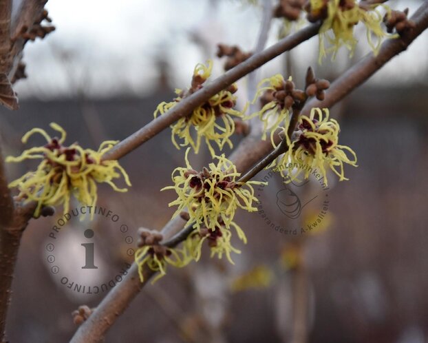 Hamamelis x intermedia 'Pallida' - XL
