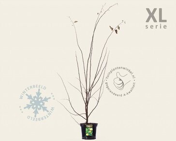 Cydonia oblonga 'Vranja' - XL