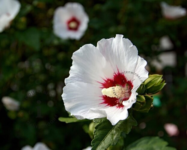 Hibiscus syriacus 'Sup Heart' - 'Minomb' - XL