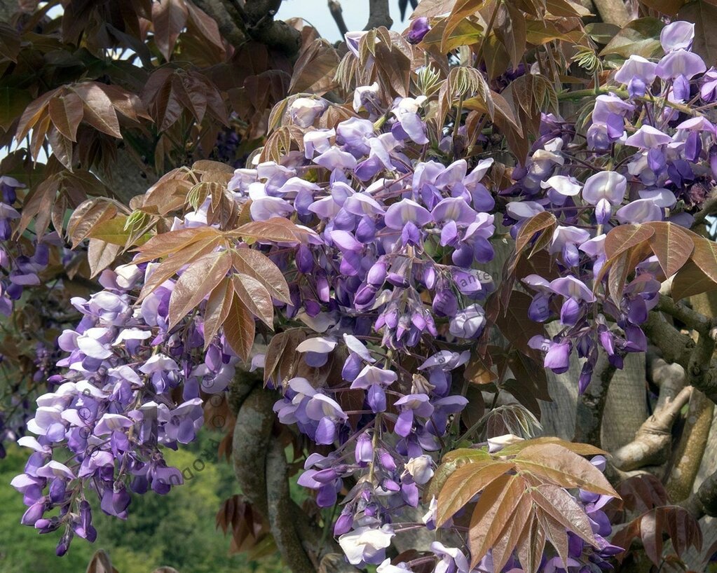 Wisteria brachybotrys 'Iko Yama Fuji' - XL