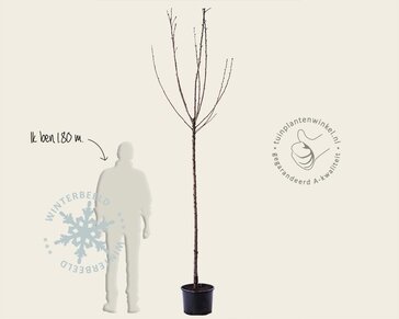 Prunus avium 'Sunburst' - hoogstam