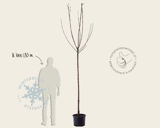 Prunus avium 'Sunburst' - hoogstam