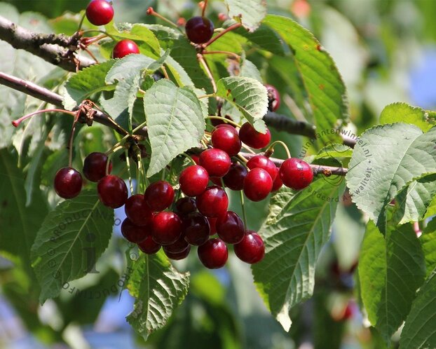 Prunus avium 'Sunburst' - hoogstam