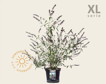 Buddleja davidii 'Black Knight' - XL