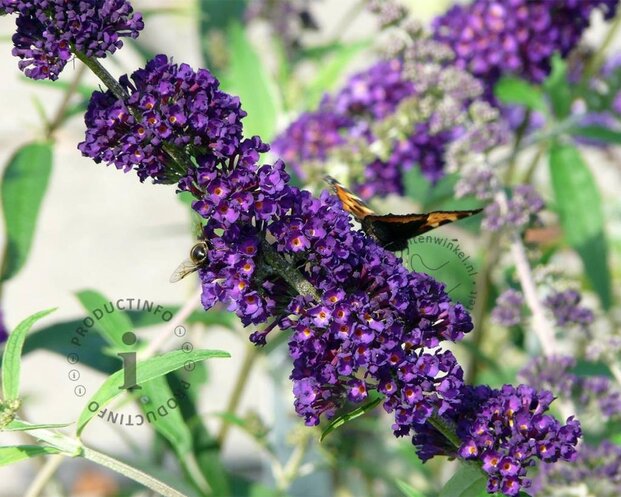 Buddleja davidii 'Black Knight' - XL