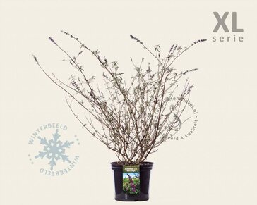 Buddleja davidii 'Black Knight' - XL