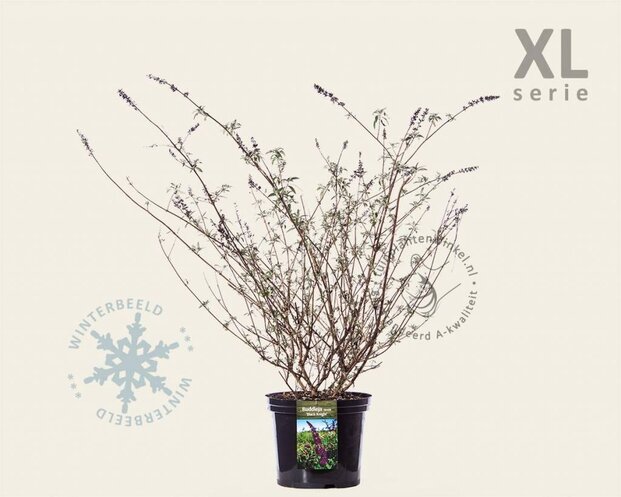 Buddleja davidii 'Black Knight' - XL