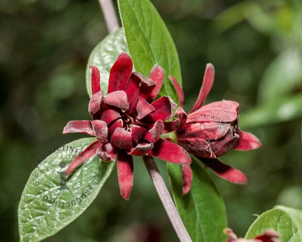 Calycanthus floridus - XL